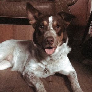 Meet your Posher, Abby